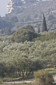 16 02 2008 - Les Baux de Provence (FRA, 13) - Paysages des Alpilles
