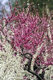 Luberon, Vaucluse (FRA,84) - Fruit trees blooming