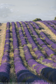 carmejuin3_6728.jpg
