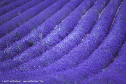 France, Provence, Lavender fields
