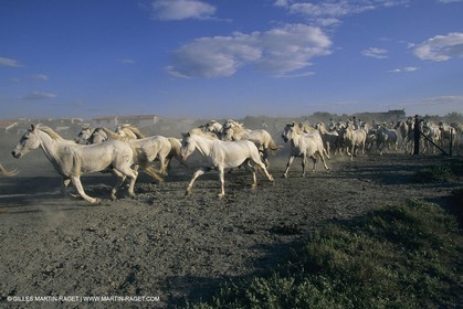 France, Provence, Camargue, White horses from Camargue