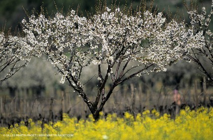 Alpilles (FRA,13), Champs de colza