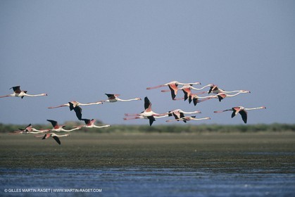 France, Provence, Camargue, Birds, Flamants, flamingos