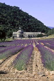 Hgher Provence - Lavender fields