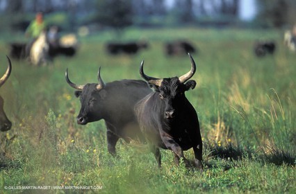 Taureaux de Camargue