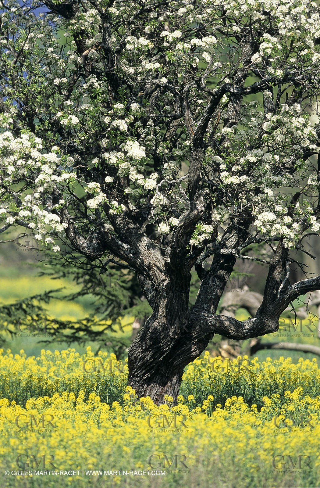 Alpilles (FRA,13), Rape fields