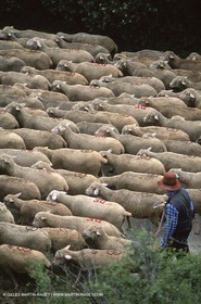 Saint Rémy de Provence (FRA,13) - Sheep stocks migration Fest