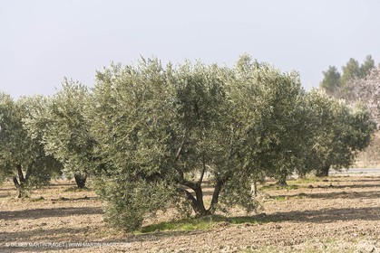 16 02 2008 - Les Baux de Provence (FRA, 13) - Paysages des Alpilles