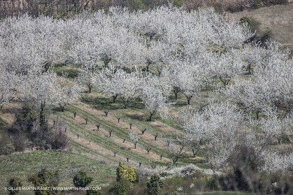 March 30th 2012 - Saint Saturnin les Apt (FRA, 84) - blooming cherry trees