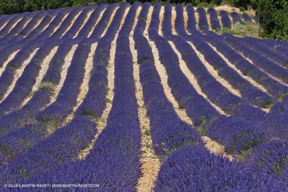 27 06 2011 - Entrevennes (FRA, 04) - Lavander fields
