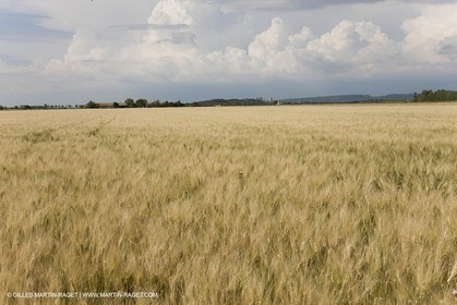 10 06 2008 - Arles and surroundings (FRA, 13) - Vincent Van Gogh south