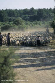 France, Provence, Moutons, bergers, élevage, transhumance