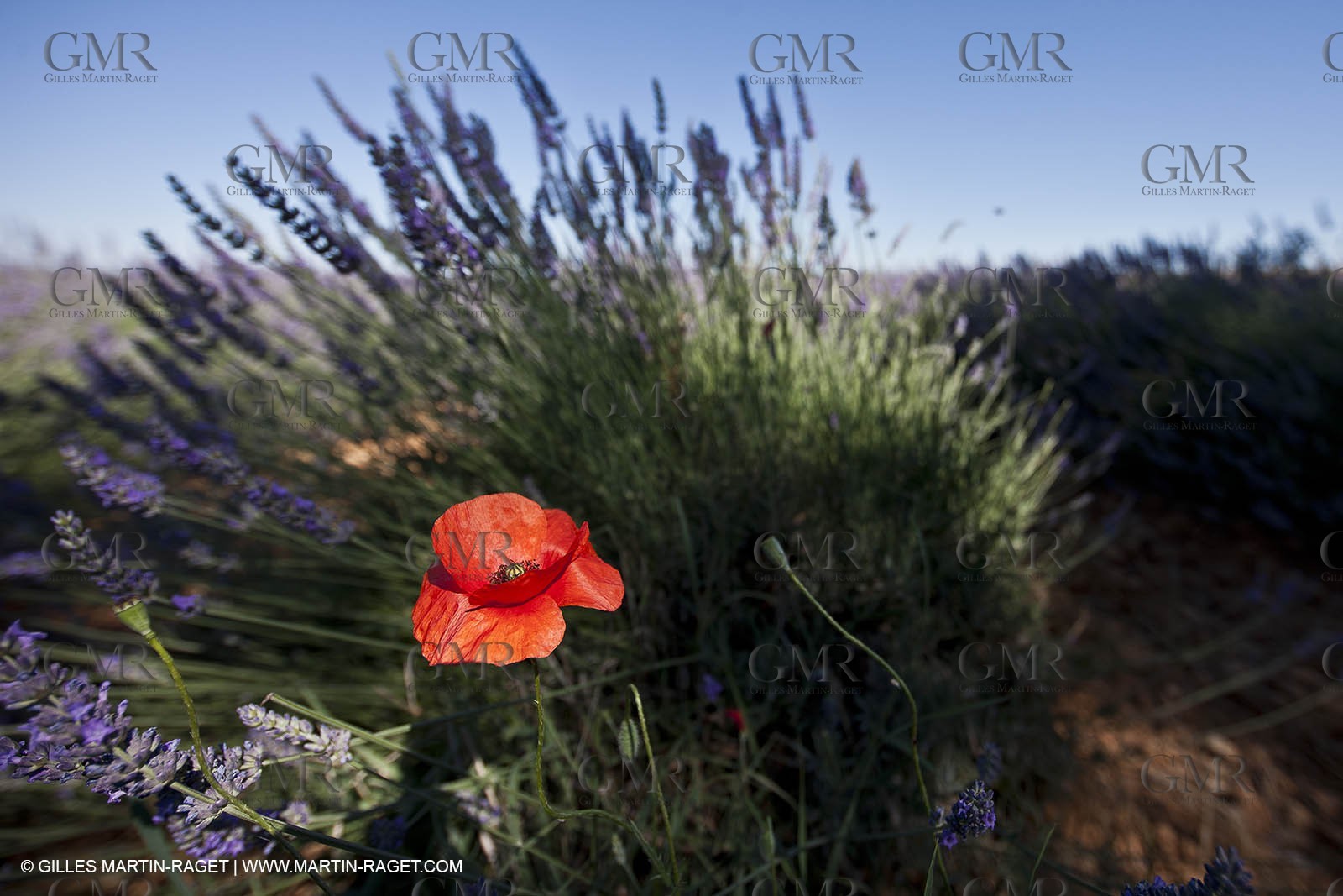 27 06 2011 - Valensole (FRA, 04) - Lavander fields