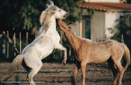 2000-2010- Arles - Les Saintes Maries de la mer (FRA,13) - Chevaux race Camargue
