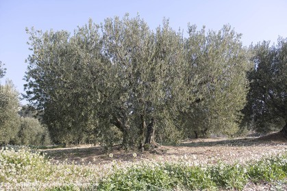 16 02 2008 - Les Baux de Provence (FRA, 13) - Paysages des Alpilles