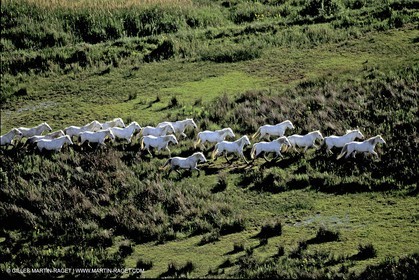 Camargue horses