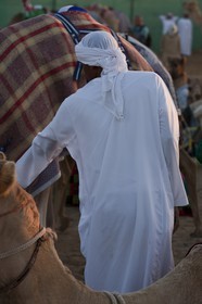 20 11 2010 - Dubai (EAU) - Courses de chameaux