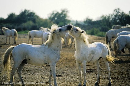 2000-2010- Arles - Les Saintes Maries de la mer (FRA,13) - Camargue horses