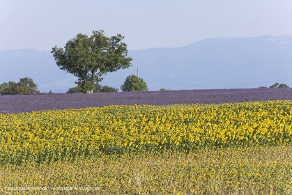 13 08 2007 - Valensole (04) - lavender fields on Valensole plateau