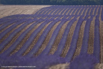 13 08 2007 - Valensole (04) - lavender fields on Valensole plateau