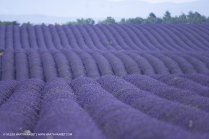 13 08 2007 - Valensole (04) - lavender fields on Valensole plateau