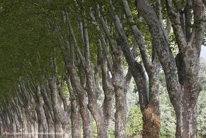 29 04 2012 ( Saint Rémy de Provence (FRA, 13) - Chaîne des Alpilles vers Romanin