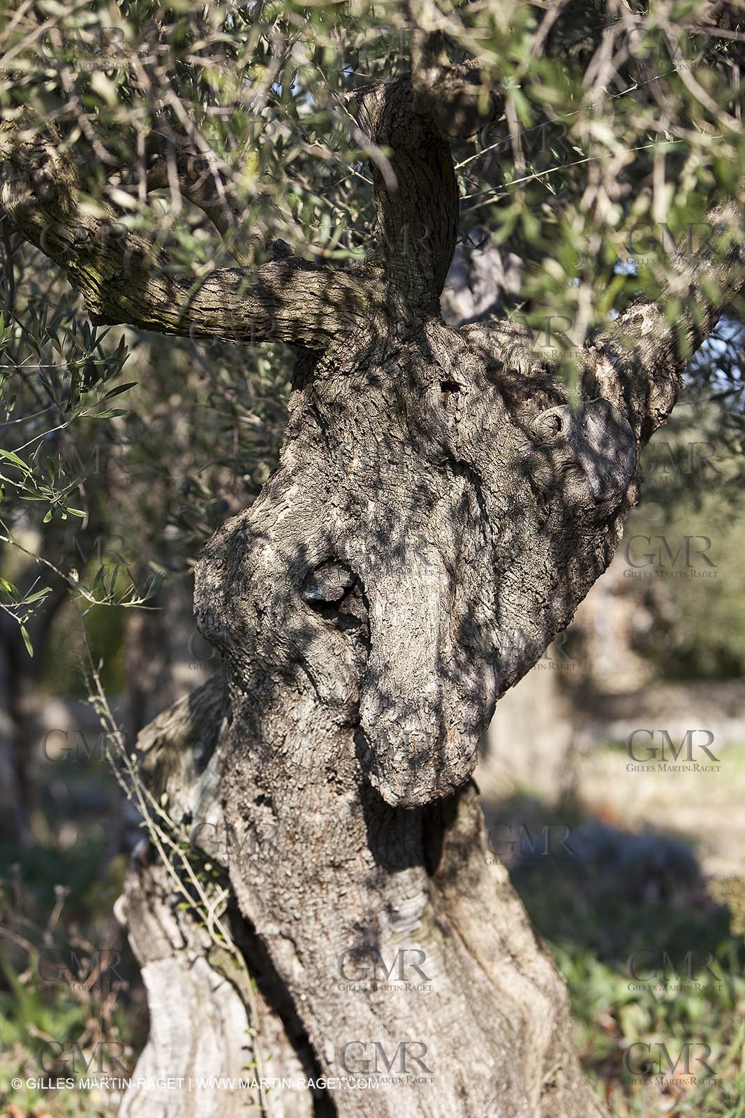 Saint Drézéry (FRA, 34), Domaine de Puech Haut