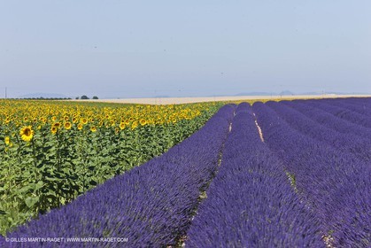27 06 2011 - Valensole (FRA, 04) - Lavander fields