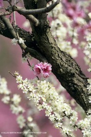 Luberon, Vaucluse (FRA,84) - Fruit trees blooming
