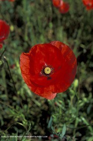Poppies - Poppies field