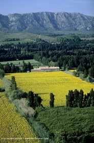 Alpilles countryside