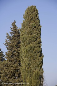 16 02 2008 - Saint Rémy de Provence (FRA, 13) - Alpilles hills landscapes