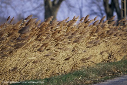 France, Provence, Camargue, Nature, roseaux, sagne