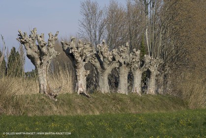 25 03 2005 - Pays d'Arles (FRA,13) - Le Midi de Van Gogh