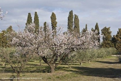 22 02 2008 - Saint Rémy de Provence (FRA, 13) - Alpilles hills landscapes