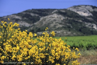 Alpilles countryside