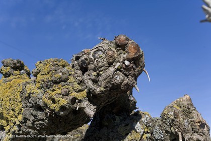 25 03 2005 - Pays d'Arles (FRA,13) - Le Midi de Van Gogh - Saules étêtés