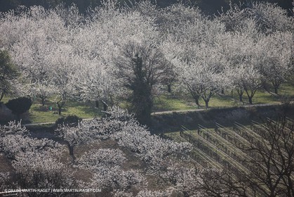 March 30th 2012 - Saint Saturnin les Apt (FRA, 84) - blooming cherry trees