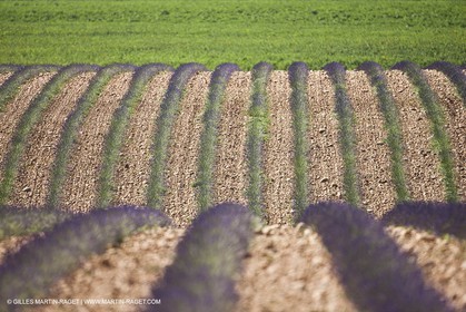 27 06 2011 - Valensole (FRA, 04) - Champs de lavande