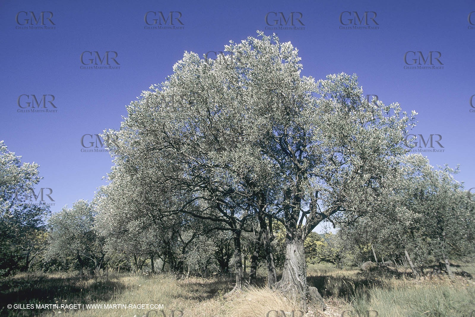 France, Provence, Alpilles, AOC Vallée des Baux, olive trees fields, olive oil production