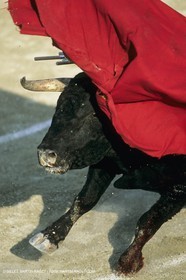 France, Provence, Traditions, tauromachie,