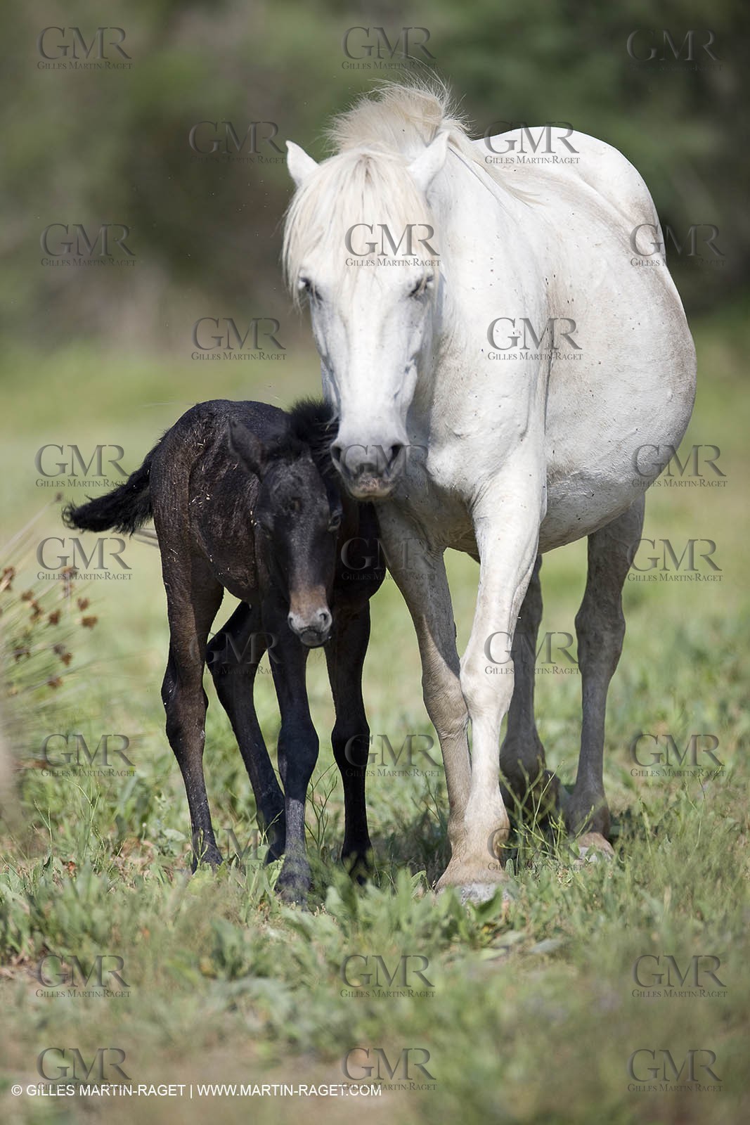 01 07 2008 - Saintes Maries de la Mer (FRA-13) - Camrgue horses