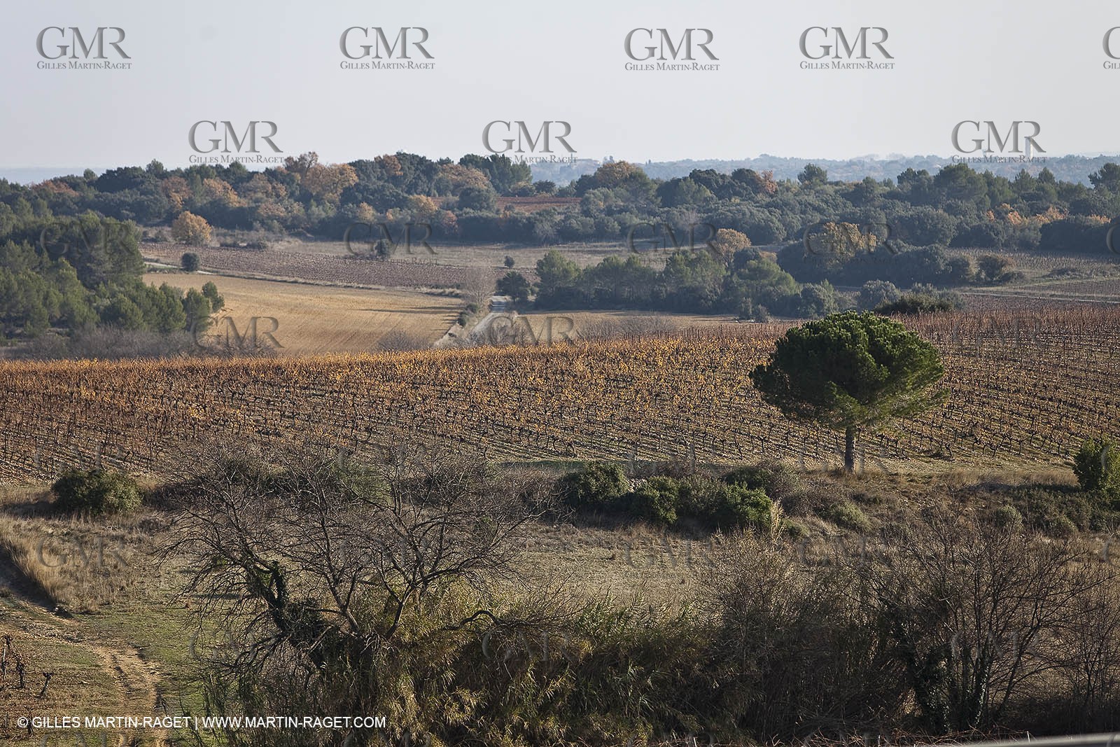 Saint Drézéry (FRA, 34), Domaine de Puech Haut