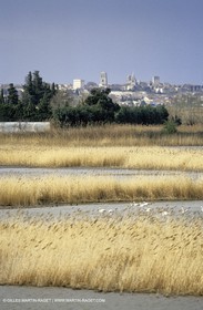 Camargue (FRA,13) - Flamants roses en Camargue
