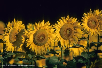 Luberon (FRA,84), Champs de tournesols
