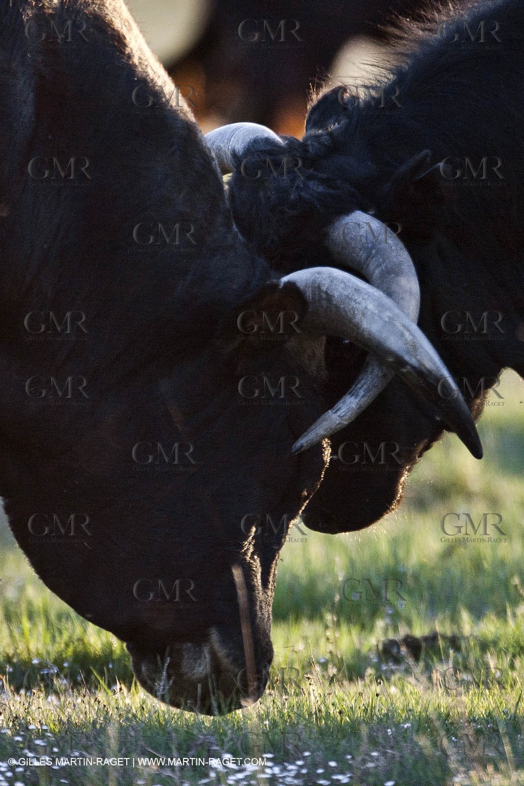 09 04 2011 - Arles (FRA,13) - Bulls fighting in Camargue