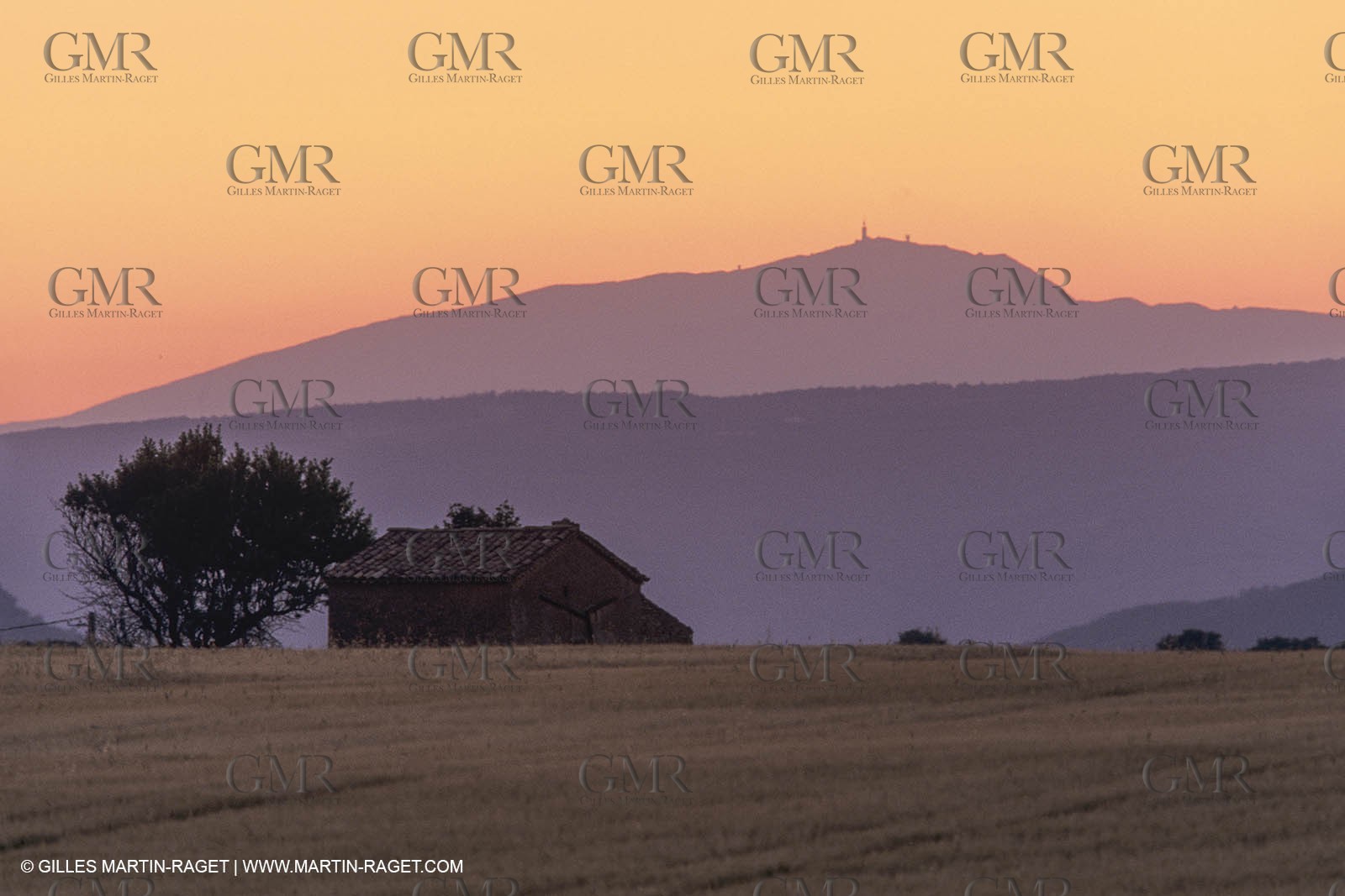Corn and Wheat fields on Valensole Plateau in higher Provence (France)