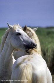 Camargue horses