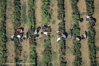 Vin, Vigne , Vendanges, vignification, vignobles, France, Provence, Côte du Rhône, Rosé