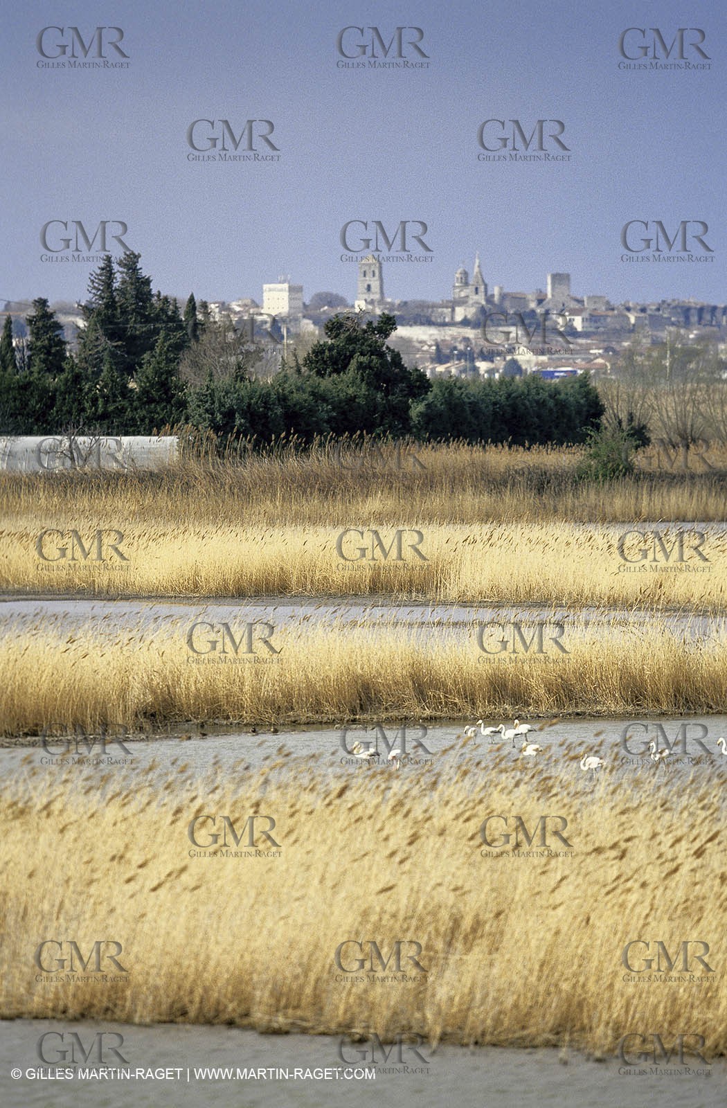 Camargue (FRA,13) - Flamingos in the Camargue
